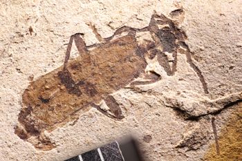 Media type: image;   Entomology PALE-1728